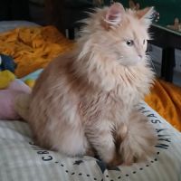 Magnifique chaton hypoallergénique #6