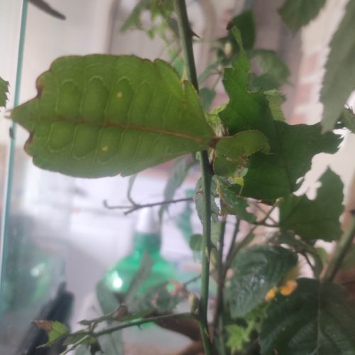 Phasmes feuilles phyllium philipinicum #2