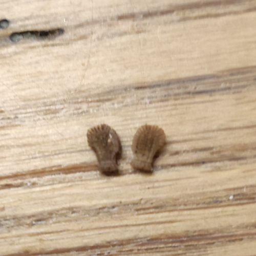 Phasmes feuilles phyllium philipinicum #3