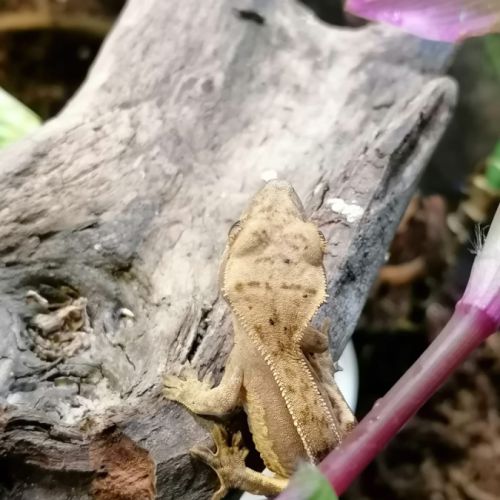 Geckos crêtes #1