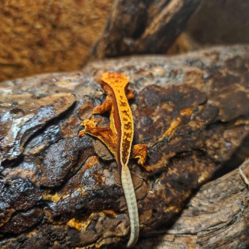 Geckos crêtes #3
