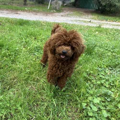 Saillie caniche toy fauve rouge