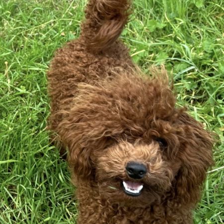 Saillie caniche toy fauve rouge #2