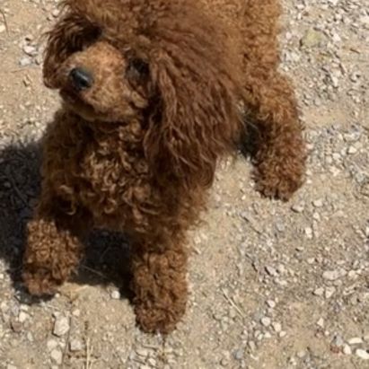 Saillie caniche toy fauve rouge