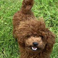 Saillie caniche toy fauve rouge #2