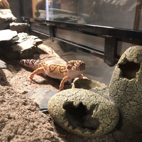 Gecko léopard mâle + terrarium #1
