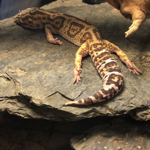 Gecko léopard mâle + terrarium #4