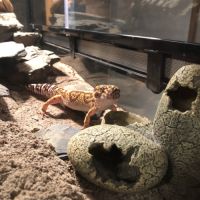 Gecko léopard mâle + terrarium #1