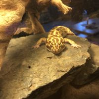 Gecko léopard mâle + terrarium #3