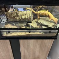 Gecko léopard mâle + terrarium #5