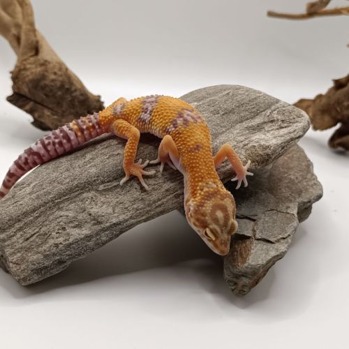 Gecko Lopard Vendre