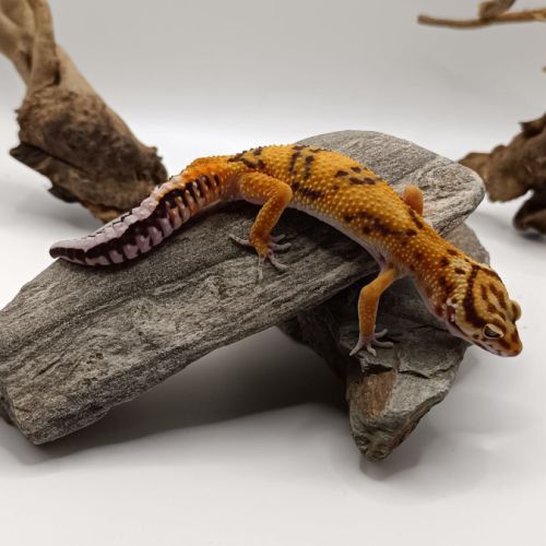 Gecko Lopard Vendre