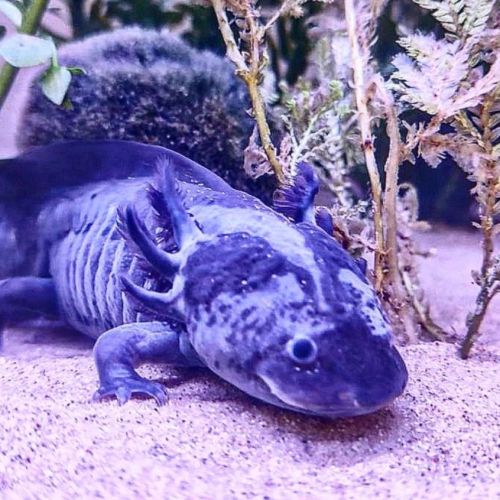 L'axoloterie : éleveuse professionnelle d'axolotls #1