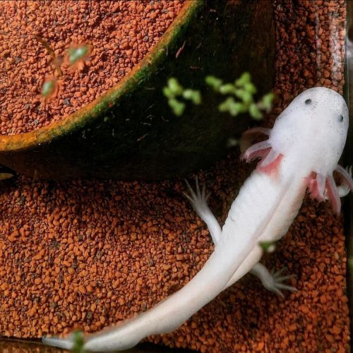 L'axoloterie : éleveuse professionnelle d'axolotls #3