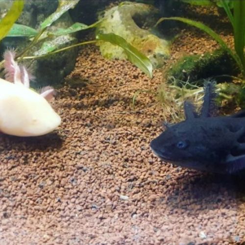 L'axoloterie : éleveuse professionnelle d'axolotls #4