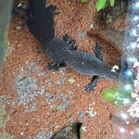 L'axoloterie : éleveuse professionnelle d'axolotls #2