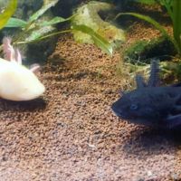 L'axoloterie : éleveuse professionnelle d'axolotls #4
