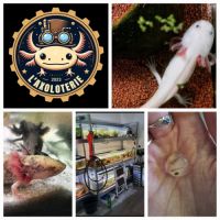 L'axoloterie : éleveuse professionnelle d'axolotls