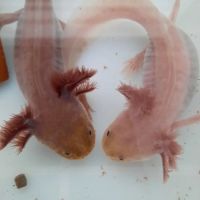 L'axoloterie : éleveuse professionnelle d'axolotls #6