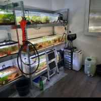 L'axoloterie : éleveuse professionnelle d'axolotls #7