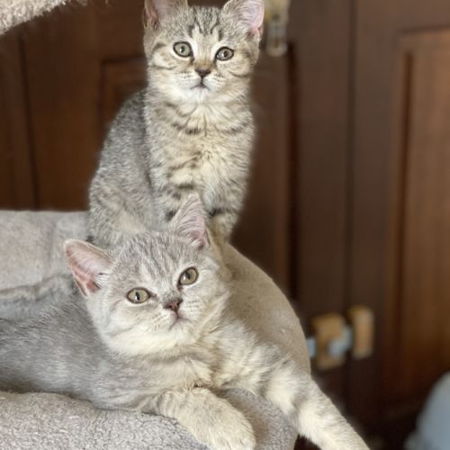 Adorable chaton scottish fold & straigsh #1