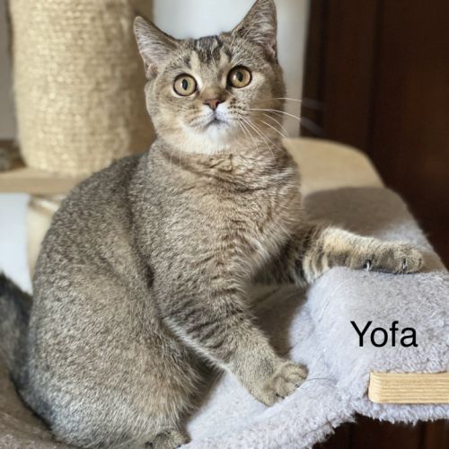 Adorable chaton scottish fold & straigsh #4