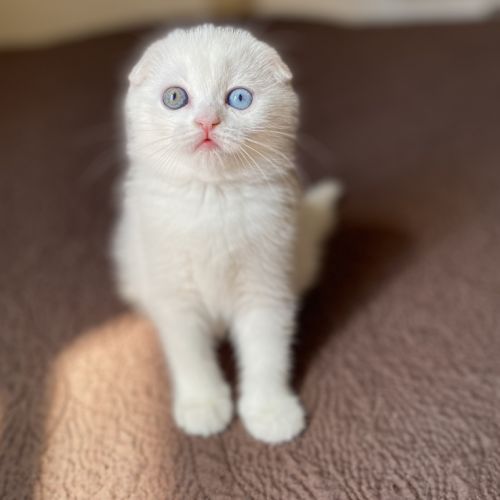 Adorable chaton scottish fold & straigsh #6