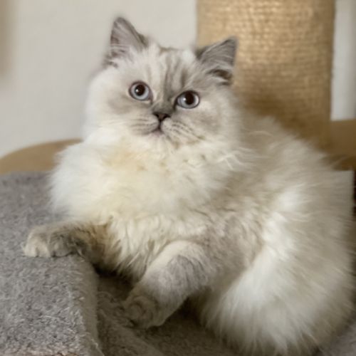 Adorable chaton scottish fold & straigsh #8