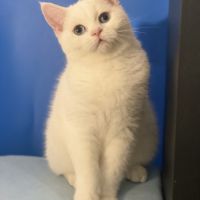 Adorable chaton scottish fold & straigsh #0