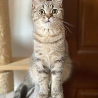 Adorable chaton scottish fold & straigsh #3