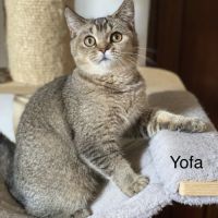 Adorable chaton scottish fold & straigsh #4