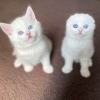 Adorable chaton scottish fold & straigsh #5