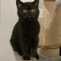 Adorable chaton scottish fold & straigsh #7