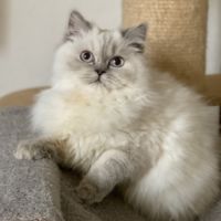 Adorable chaton scottish fold & straigsh #8
