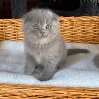Adorable chaton scottish fold & straigsh #9