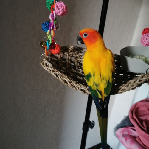 Conure soleil à vendre #2
