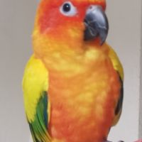 Conure soleil à vendre