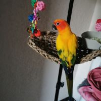 Conure soleil à vendre #2