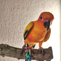 Conure soleil à vendre #3