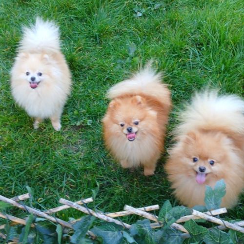 Manifiques spitz pomeraniens mâles et femelles 7 m #2