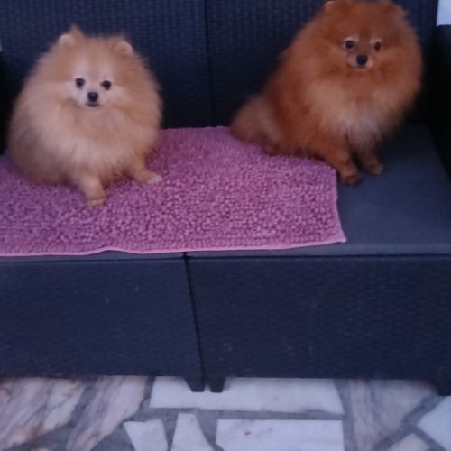 Manifiques spitz pomeraniens mâles et femelles 7 m #4