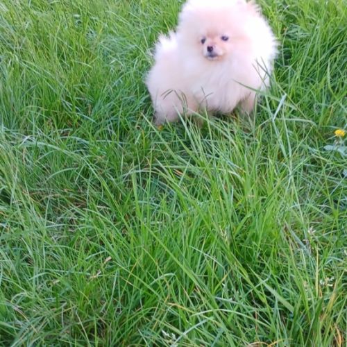 Manifiques spitz pomeraniens mâles et femelles 7 m #8