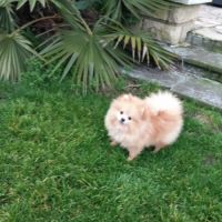 Manifiques spitz pomeraniens mâles et femelles 7 m #1