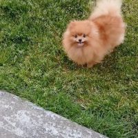 Manifiques spitz pomeraniens mâles et femelles 7 m #5