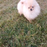 Manifiques spitz pomeraniens mâles et femelles 7 m #6