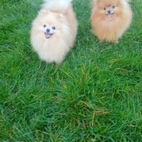 Manifiques spitz pomeraniens mâles et femelles 7 m #7