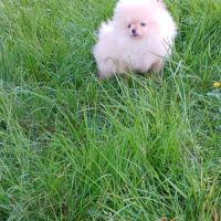Manifiques spitz pomeraniens mâles et femelles 7 m #8