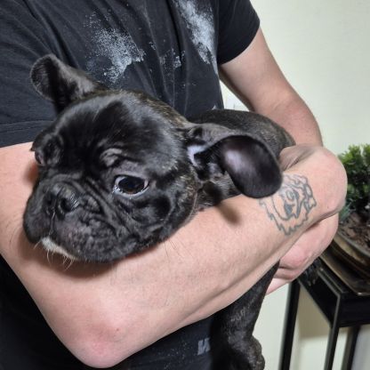 Bouledogue français mâle #1