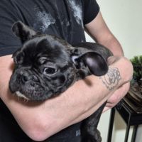 Bouledogue français mâle #1