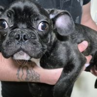 Bouledogue français mâle #2